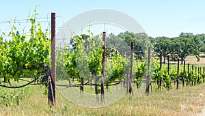 Grape Vine in Spring Napa