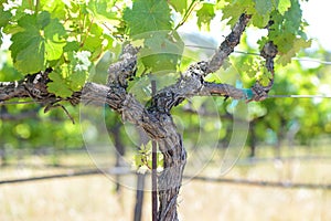 Grape Vine in Spring Napa