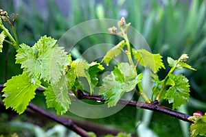 Grape vine in spring. Young green vine leaves in the garden. Winemaking background