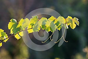 grape vine sprout backlit, illuminated by rays of sun on a summer afternoon