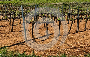 Grape vine steam. Landscape with vineyards. Garraf, province Barcelona, Catalonia