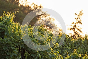 Grape vine at the sunset