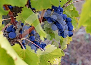 Grape vine of the Tempranillo.