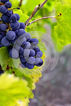 Grape vine of the Tempranillo.