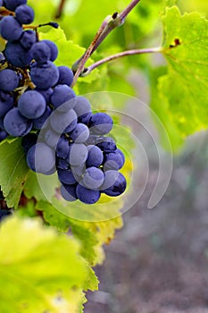 Grape vine of the Tempranillo. photo