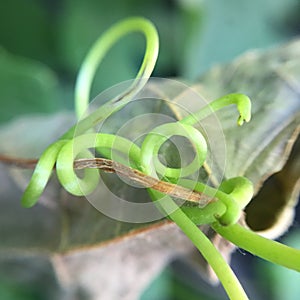 Grape Vine Tendril