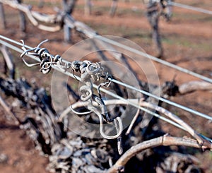 Grape Vine Tendrils on Trellis.