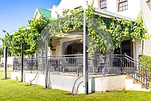 Grape vine on a trellis exterior verandah of building
