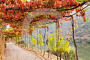 Grape vine tunnel