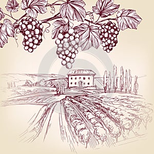 Grape vine, Vineyard, grape hand drawn vector illustration realistic sketch