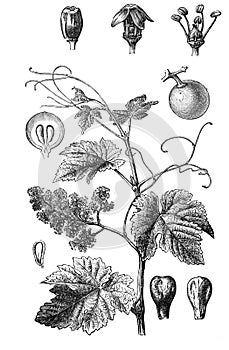 Grape vine Vitis vinifera old Antique illustration from Brockhaus Konversations-Lexikon 1908
