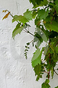 Grape vine on white background. Concrete And Cement. Background High Detailed Fragment Stone White Wall.