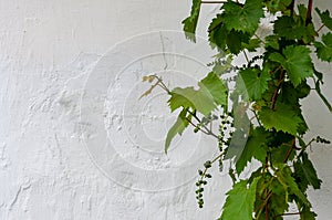 Grape vine on white background. Concrete And Cement. Background High Detailed Fragment Stone White Wall.