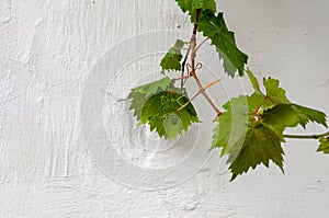 Grape vine on white background. Concrete And Cement. Background High Detailed Fragment Stone White Wall.