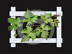 Grape vine in white frame on black background