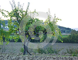 Grape vine (Vitis vinicfera) in Tuscany photo