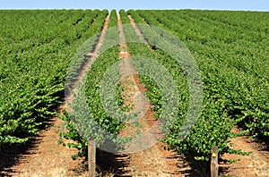 Grape vines