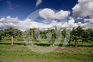 Un grano de vino vinedos 