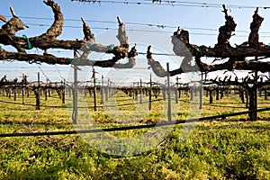 Grape Vines