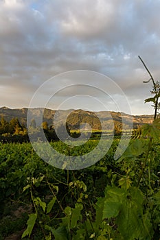 Grape vines