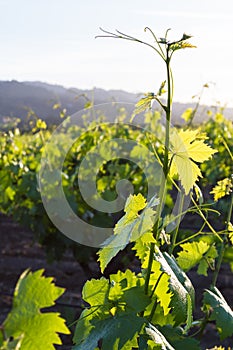 Grape vines