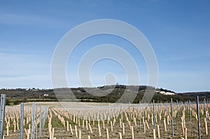 Grape vines