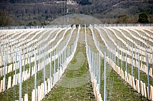 Grape vines