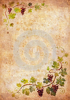 Grape vines on aged background