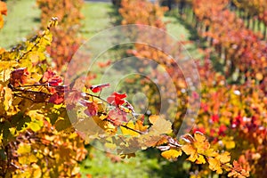 Grape vines in autumn scene