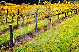 Grape vines in autumn, South Australia