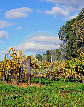 Grape vines at Autumn in winery vineyard