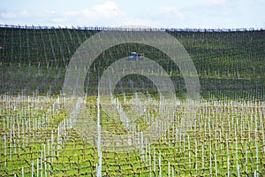 Grape vines being prepared for growing in Australia with farming tractor, clouds, shadows and sky in the background.