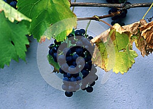 Grape vines with blue grapes