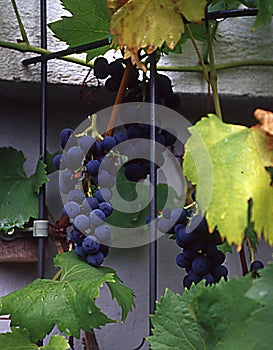 Grape vines with blue grapes