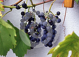 Grape vines with blue grapes