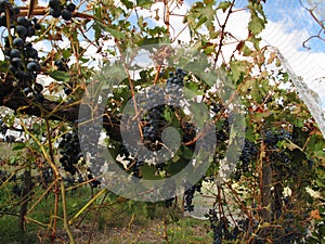 Grape Vines Covered with Bird Netting