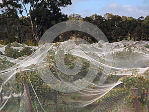 Grape Vines Covered with Bird Netting