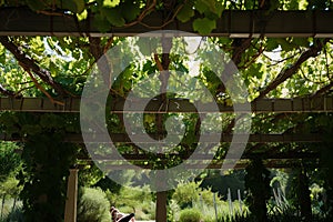 grape vines covering a pergola with person lounging below