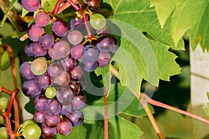 Grape vines in english garden