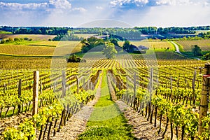 Grape vines in a French vineyard