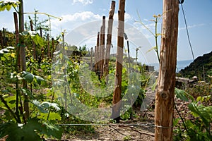 Grape Vines growing on hillside slopes of Cinque Terre, Italy