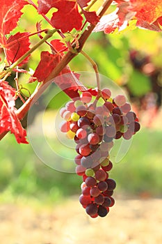 Grape vines at harvest time