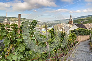 Grape vines on a hill overlooking the Mosel valley at Berncastel-Kues