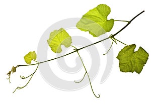 Grape vines isolated