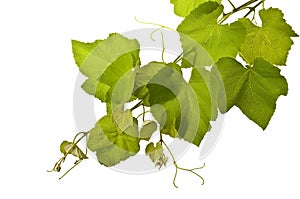 Grape vines isolated