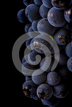 grape vines isolated , water drops ,macro shot , black background