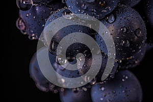 grape vines isolated , water drops ,macro shot , black background