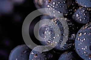 grape vines isolated , water drops ,macro shot , black background