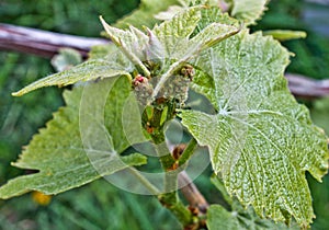 Grape vines leaves