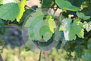 Grape Vines and leaves- wine and cuisine tours all over the world
